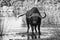 Thirsty Cape buffalo bull drinking water from pond artistic conversion