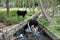 Thirsty cows at a coconut plantation