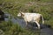 Thirsty cows drink water from the river on a rural BIO farm. Keeping cattle outdoors.