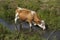 Thirsty cows drink water from the river on a rural BIO farm. Keeping cattle outdoors.