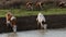 Thirsty cows drinking water from watering hole