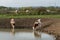 Thirsty cows drinking water from watering hole