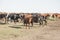 Thirsty cows drinking water from watering hole, water supply for domestic animals in free range farming