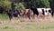 Thirsty cows on dry land in drought and extreme heat period burns the brown grass due to water shortage as heat catastrophe for gr