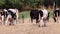 Thirsty cows on dry land in drought and extreme heat period burns the brown grass due to water shortage as heat catastrophe for gr