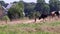 Thirsty cows on dry land in drought and extreme heat period burns the brown grass due to water shortage as heat catastrophe for gr