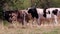 Thirsty cows on dry land in drought and extreme heat period burns the brown grass due to water shortage as heat catastrophe for gr