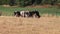 Thirsty cows on dry land in drought and extreme heat period burns the brown grass due to water shortage as heat catastrophe for gr