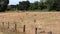 Thirsty cows on dry land in drought and extreme heat period burns the brown grass due to water shortage as heat catastrophe for gr