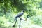 Thirsty crow seating on a water tap