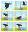 Thirsty crow. Tale of smart black crow and jug of water. Clever bird throws stones into jug to drink cartoon vector