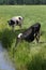 Thirsty dairy cows drinking water