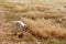 Thirsty dog dried up from summer heat. Drought