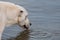 Thirsty dog drinking some water in a lake