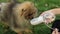 Thirsty dog drinking water from the plastic bottle in owner hands, close up. Friendship between human and dog