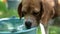 Thirsty dog pet drink water from bucket on hot day, puppy