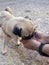 Thirsty dog â€‹â€‹drinking water from the hands of a young man. Dog drinking.