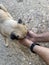 Thirsty dog â€‹â€‹drinking water from the hands of a young man. Dog drinking.