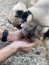 Thirsty dog â€‹â€‹drinking water from the hands of a young man. Dog drinking.