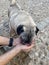 Thirsty dog â€‹â€‹drinking water from the hands of a young man. Dog drinking.