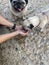 Thirsty dog â€‹â€‹drinking water from the hands of a young man. Dog drinking.