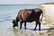 Thirsty domestic farm red black cow walking on sea beach drinking water