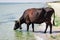 Thirsty domestic farm red black cow walking on sea coast drinking water