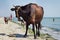 Thirsty domestic farm red black cow walking on sea coastal beach coastline among people and dogs