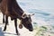 Thirsty domestic farm red black cow walking on sea coastal beach drinking water
