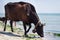 Thirsty domestic farm red black cow walking on sea coastline drinking water