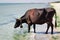 Thirsty domestic farm red black cow walks on sea beach drinking water