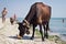 Thirsty domestic farm red black cow walks on sea beach drinking water among people and dogs