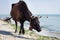 Thirsty domestic farm red black cow walks on sea coast drinking water among people and dogs