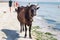 Thirsty domestic farm red black cow walks on sea coastal beach among people and dogs