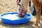 Thirsty domestic horse drink fresh clear water on the ground