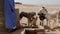 Thirsty donkeys wait at a dry well for water in the Sahara desert of Morocco.