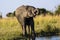 Thirsty Elephant drinking from the Chobe river
