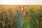 Thirsty Farmer Man Drinking Water, Standing in corn Plantation Field in a Hot Summer Day,