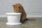 Thirsty ginger cat drinking water from a white pet drinking fountain.