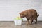 Thirsty ginger cat looking curious to a pet drinking fountain.