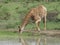 Thirsty Giraffe