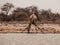 Thirsty giraffe drinking from waterhole