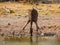 Thirsty giraffe drinking from waterhole