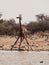Thirsty giraffe drinking from waterhole