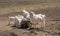 Thirsty goats enjoy a drink of water