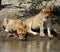 Thirsty lion cubs near water in the Savanna â€“ South Africa