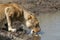 Thirsty lion drinking water in a hole