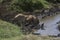 Thirsty lion at Ngorongoro National Park, Tanzania.