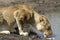 Thirsty lioness drinking water in a hole