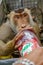 Thirsty monkey drink Mirinda juice.